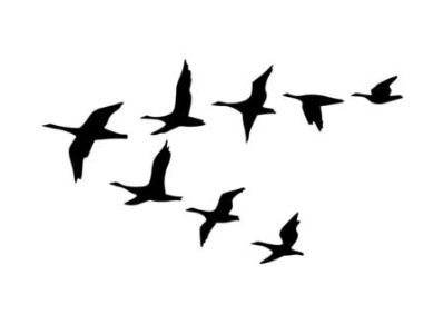 geese flying