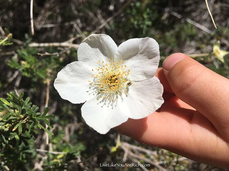 Inexpensive and Easy Activities for Toddlers—Series. Post 3: Hiking