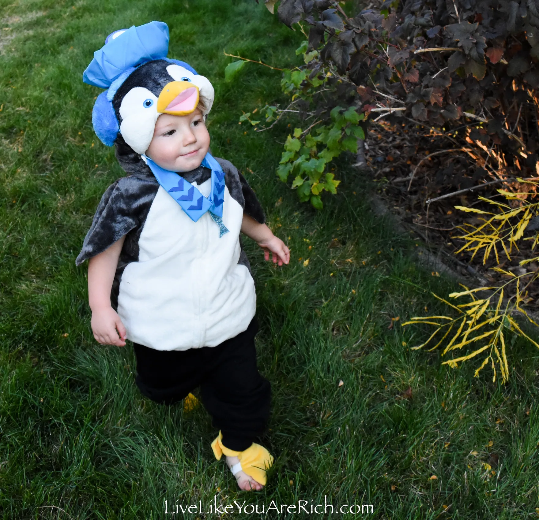 Peso from Octonauts Costume—DIY Hat and Collar