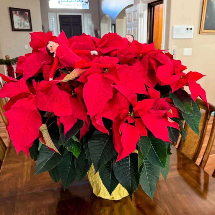 Elf on the Shelf: Camouflage Poinsettia